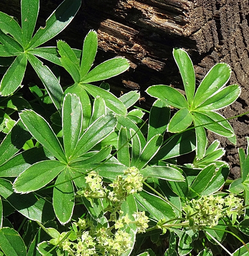 Pflanzenbild gross Verwachsener Frauenmantel - Alchemilla conjuncta aggr.