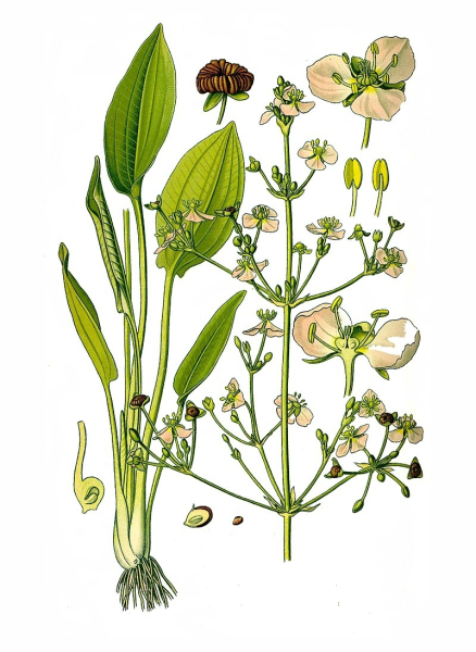 Pflanzenbild gross Gemeiner Froschlöffel - Alisma plantago-aquatica