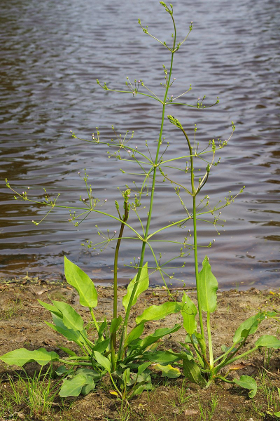 Pflanzenbild gross Gemeiner Froschlöffel - Alisma plantago-aquatica