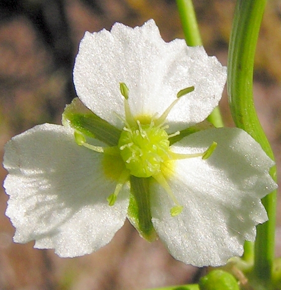 Pflanzenbild gross Gemeiner Froschlöffel - Alisma plantago-aquatica
