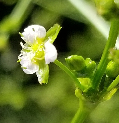 Pflanzenbild gross Gemeiner Froschlöffel - Alisma plantago-aquatica