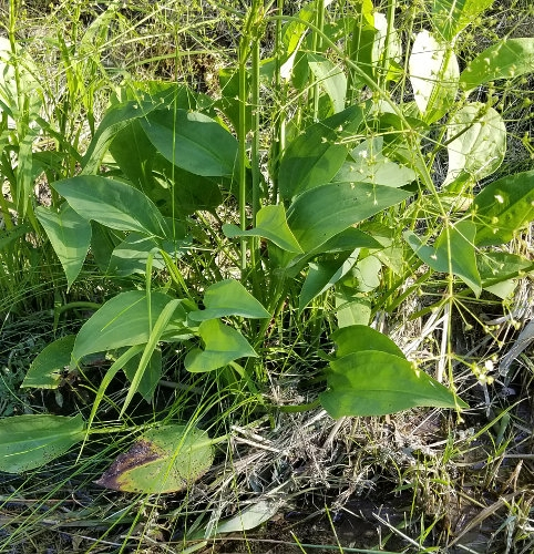 Pflanzenbild gross Gemeiner Froschlöffel - Alisma plantago-aquatica