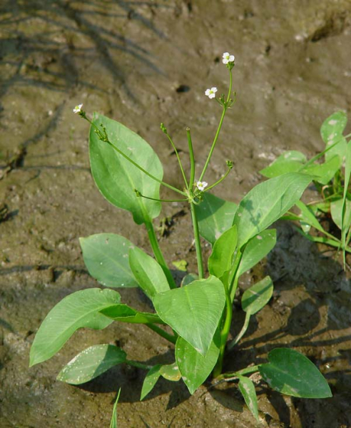 Pflanzenbild gross Gemeiner Froschlöffel - Alisma plantago-aquatica