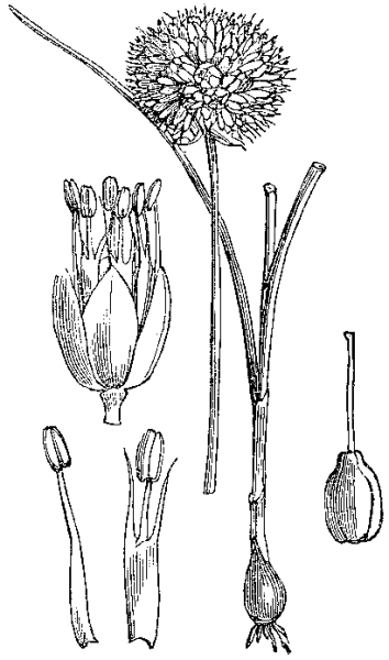 Pflanzenbild gross Kugelköpfiger Lauch - Allium sphaerocephalon