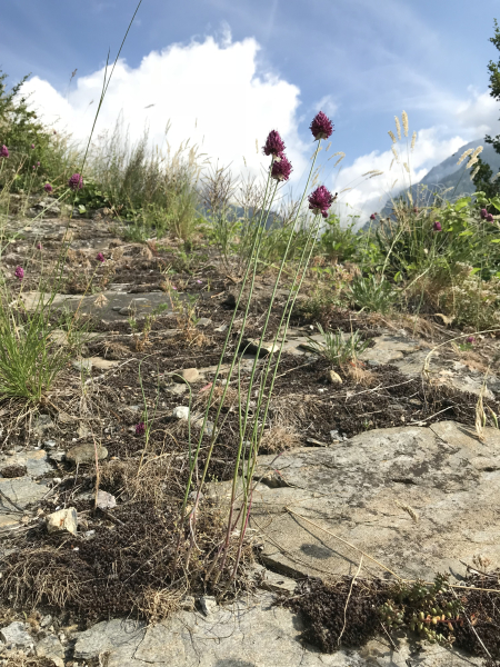 Pflanzenbild gross Kugelköpfiger Lauch - Allium sphaerocephalon