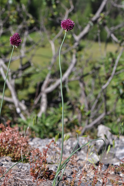 Pflanzenbild gross Kugelköpfiger Lauch - Allium sphaerocephalon