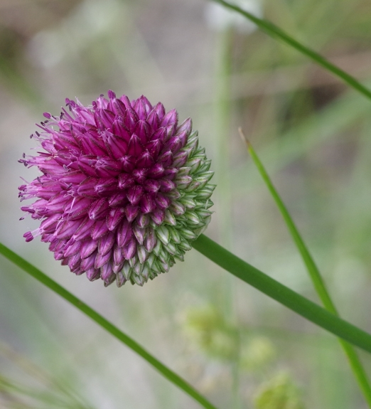 Pflanzenbild gross Kugelköpfiger Lauch - Allium sphaerocephalon