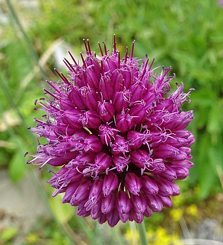 Pflanzenbild gross Kugelköpfiger Lauch - Allium sphaerocephalon