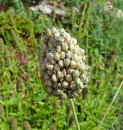 Pflanzenbild gross Kugelköpfiger Lauch - Allium sphaerocephalon