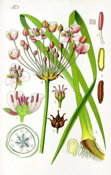 Pflanzenbild gross Schwanenblume - Butomus umbellatus