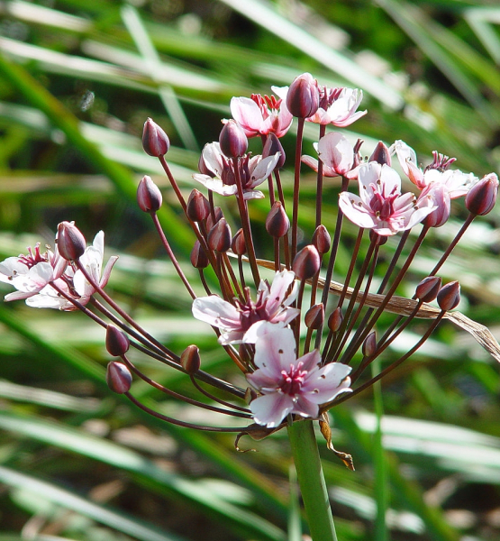 Pflanzenbild gross Schwanenblume - Butomus umbellatus