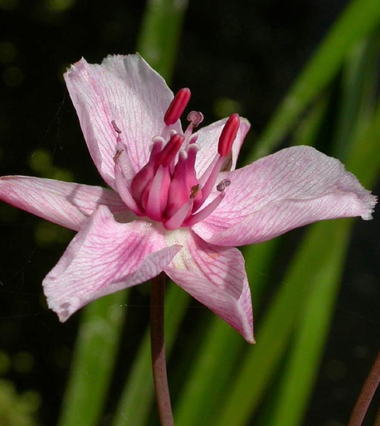 Pflanzenbild gross Schwanenblume - Butomus umbellatus