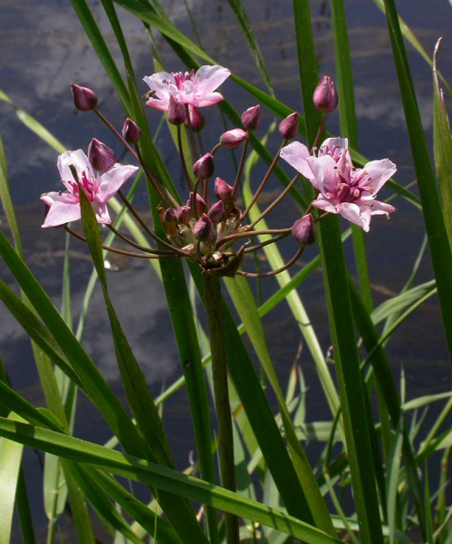 Pflanzenbild gross Schwanenblume - Butomus umbellatus