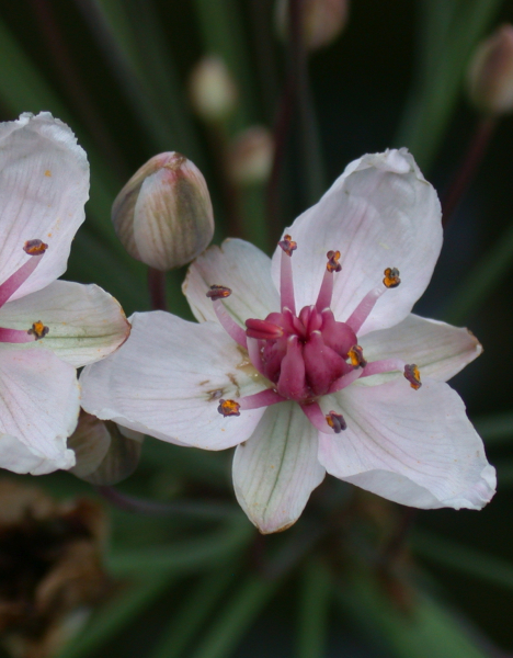 Pflanzenbild gross Schwanenblume - Butomus umbellatus