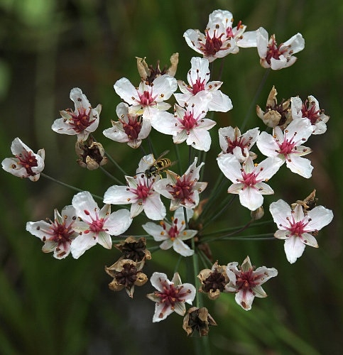 Pflanzenbild gross Schwanenblume - Butomus umbellatus