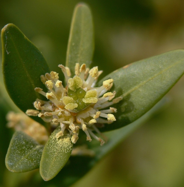 Pflanzenbild gross Buchs - Buxus sempervirens