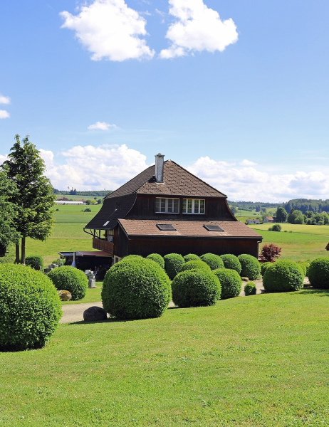 Pflanzenbild gross Buchs - Buxus sempervirens