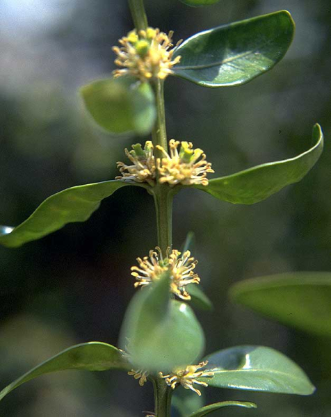Pflanzenbild gross Buchs - Buxus sempervirens