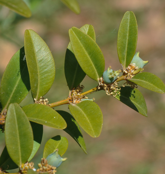 Pflanzenbild gross Buchs - Buxus sempervirens