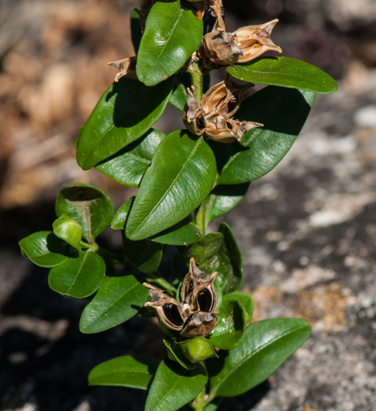 Pflanzenbild gross Buchs - Buxus sempervirens