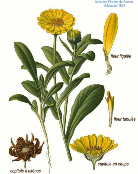 Pflanzenbild gross Acker-Ringelblume - Calendula arvensis