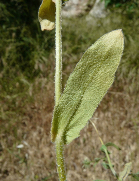 Pflanzenbild gross Acker-Ringelblume - Calendula arvensis