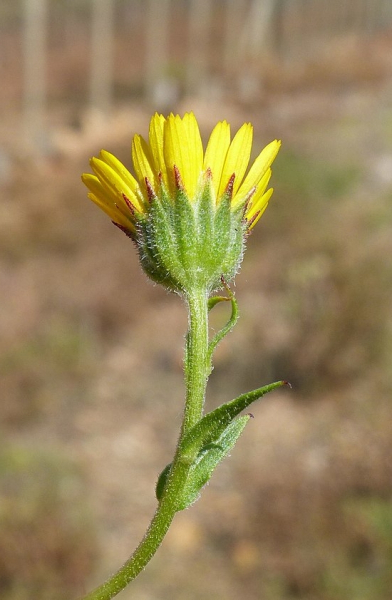 Pflanzenbild gross Acker-Ringelblume - Calendula arvensis