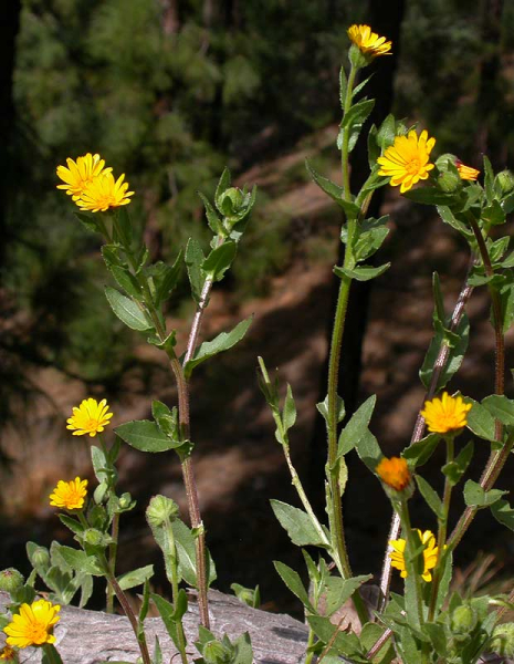 Pflanzenbild gross Acker-Ringelblume - Calendula arvensis