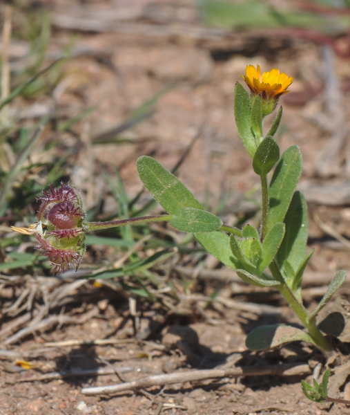 Pflanzenbild gross Acker-Ringelblume - Calendula arvensis