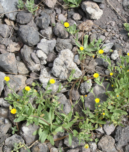 Pflanzenbild gross Acker-Ringelblume - Calendula arvensis