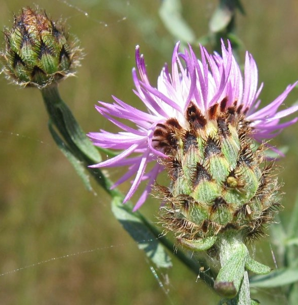 Pflanzenbild gross Stoebe-Flockenblume - Centaurea stoebe