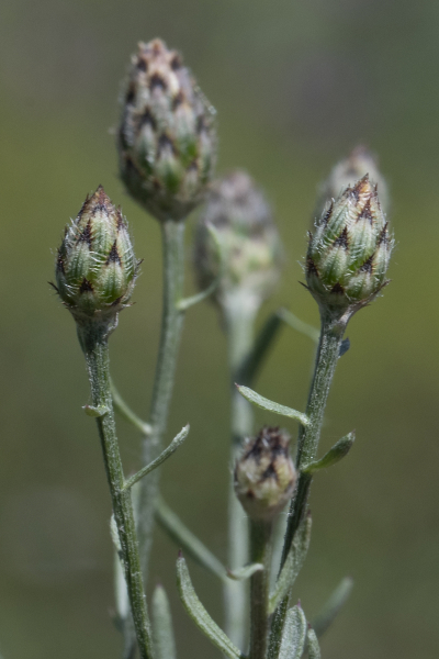 Pflanzenbild gross Stoebe-Flockenblume - Centaurea stoebe