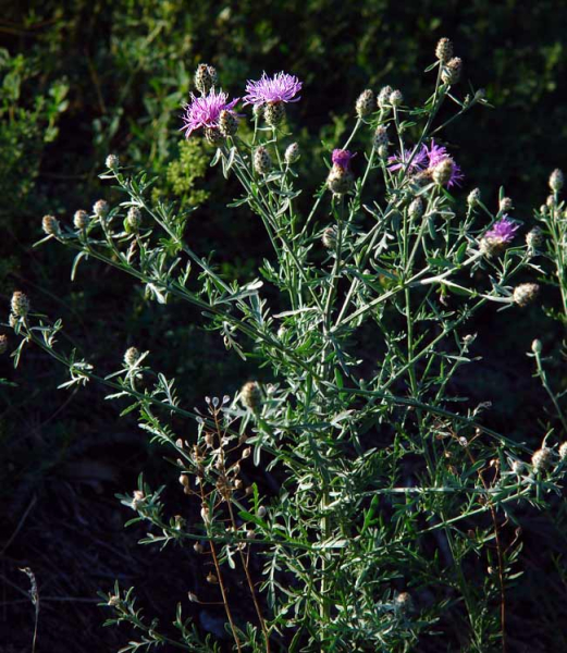 Pflanzenbild gross Stoebe-Flockenblume - Centaurea stoebe