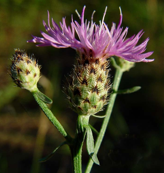 Pflanzenbild gross Stoebe-Flockenblume - Centaurea stoebe