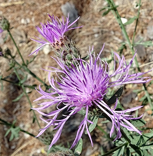 Pflanzenbild gross Stoebe-Flockenblume - Centaurea stoebe