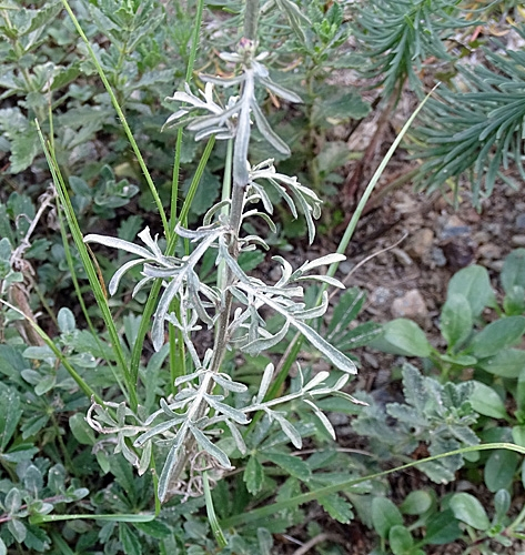 Pflanzenbild gross Stoebe-Flockenblume - Centaurea stoebe