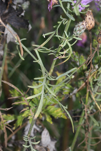 Pflanzenbild gross Stoebe-Flockenblume - Centaurea stoebe