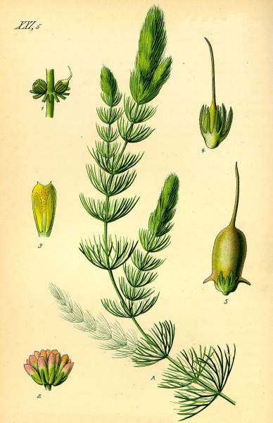 Pflanzenbild gross Raues Hornblatt - Ceratophyllum demersum