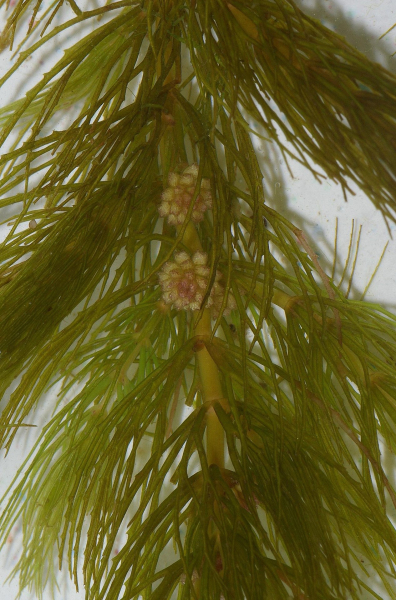 Pflanzenbild gross Raues Hornblatt - Ceratophyllum demersum