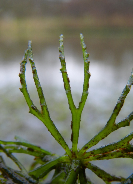 Pflanzenbild gross Raues Hornblatt - Ceratophyllum demersum