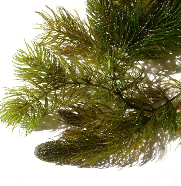 Pflanzenbild gross Raues Hornblatt - Ceratophyllum demersum