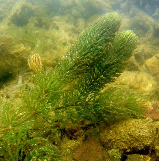 Pflanzenbild gross Raues Hornblatt - Ceratophyllum demersum