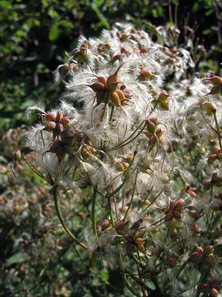 Pflanzenbild gross Aufrechte Waldrebe - Clematis recta