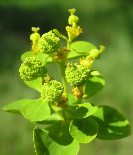 Pflanzenbild gross Sumpf-Wolfsmilch - Euphorbia palustris