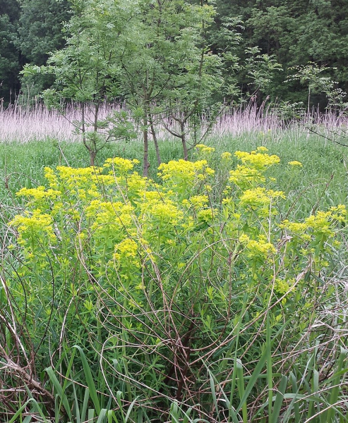 Pflanzenbild gross Sumpf-Wolfsmilch - Euphorbia palustris