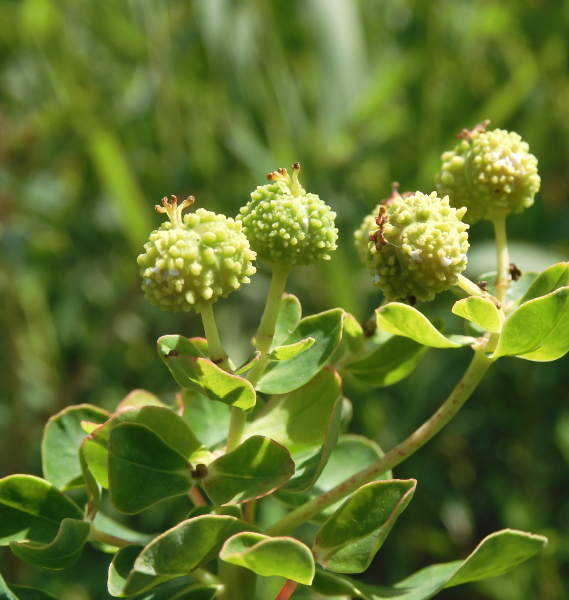 Pflanzenbild gross Sumpf-Wolfsmilch - Euphorbia palustris