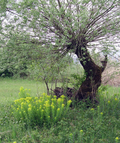 Pflanzenbild gross Sumpf-Wolfsmilch - Euphorbia palustris