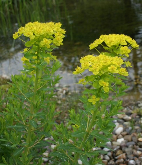 Pflanzenbild gross Sumpf-Wolfsmilch - Euphorbia palustris