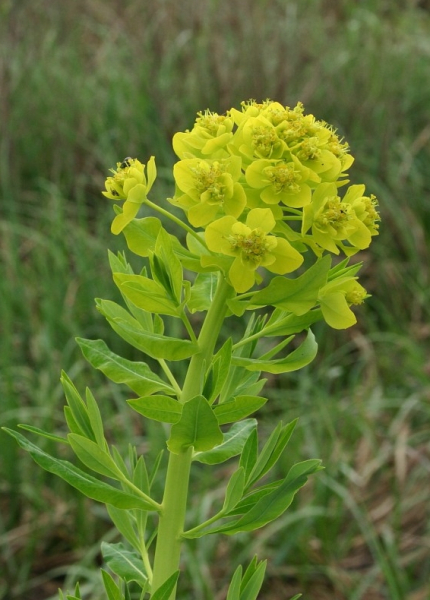 Pflanzenbild gross Sumpf-Wolfsmilch - Euphorbia palustris