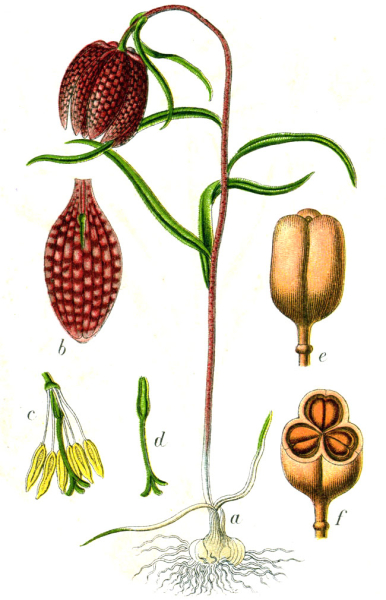 Pflanzenbild gross Perlhuhn-Schachblume - Fritillaria meleagris